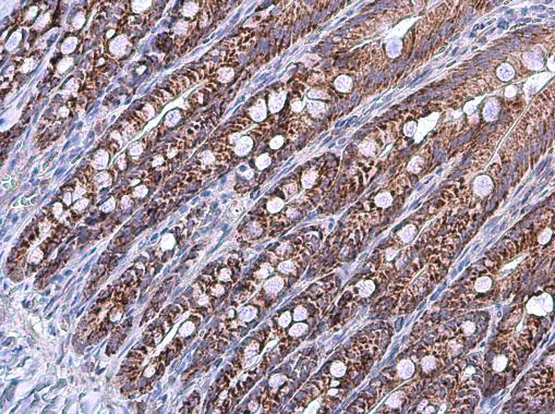 Immunohistochemistry (Formalin/PFA-fixed paraffin-embedded sections) - Anti-Grp75/MOT antibody (AB227215), expandable thumbnail