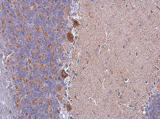Immunohistochemistry (Formalin/PFA-fixed paraffin-embedded sections) - Anti-Grp75/MOT antibody (ab227215), expandable thumbnail