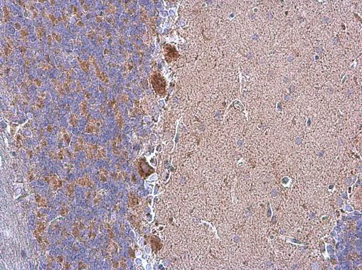 Immunohistochemistry (Formalin/PFA-fixed paraffin-embedded sections) - Anti-Grp75/MOT antibody (AB227215)