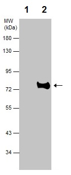 Immunoprecipitation - Anti-Grp75/MOT antibody (ab227215), expandable thumbnail