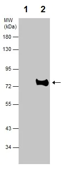 Immunoprecipitation - Anti-Grp75/MOT antibody (AB227215)