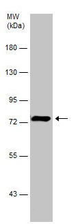 Western blot - Anti-Grp75/MOT antibody (AB227215), expandable thumbnail