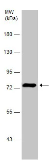 Western blot - Anti-Grp75/MOT antibody (AB227215)