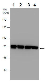 Western blot - Anti-Grp75/MOT antibody (AB227215), expandable thumbnail