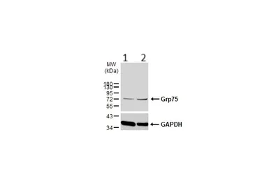 Western blot - Anti-Grp75/MOT antibody (AB227215)