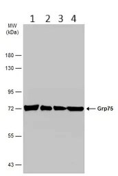 Western blot - Anti-Grp75/MOT antibody (AB227215)