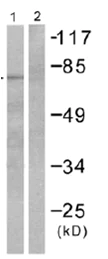 Western blot - Anti-Grp75/MOT antibody (AB53098)
