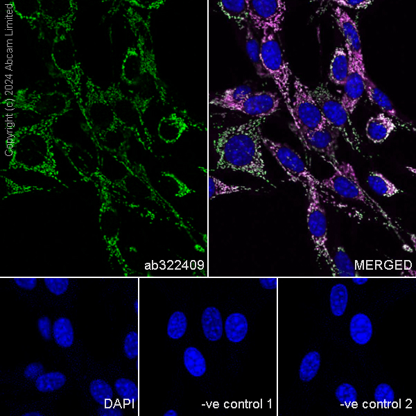 Immunocytochemistry/ Immunofluorescence - Anti-Grp75/MOT antibody [EPR29618-542] (AB322409), expandable thumbnail