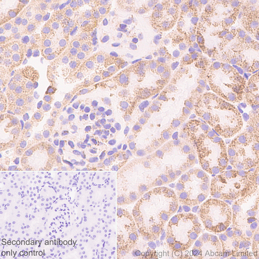 Immunohistochemistry (Formalin/PFA-fixed paraffin-embedded sections) - Anti-Grp75/MOT antibody [EPR29618-542] (AB322409), expandable thumbnail