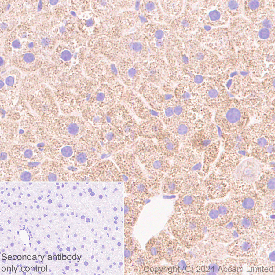Immunohistochemistry (Formalin/PFA-fixed paraffin-embedded sections) - Anti-Grp75/MOT antibody [EPR29618-542] (AB322409), expandable thumbnail