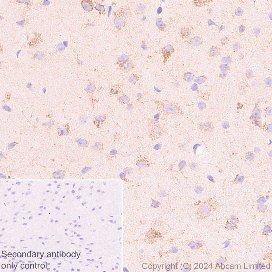 Immunohistochemistry (Formalin/PFA-fixed paraffin-embedded sections) - Anti-Grp75/MOT antibody [EPR29618-542] (ab322409), expandable thumbnail