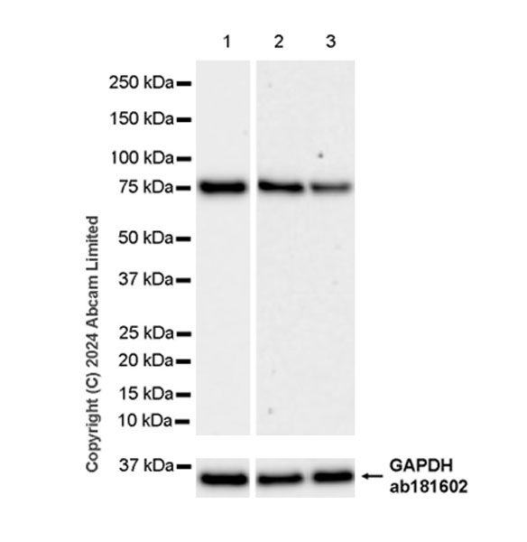 Western blot - Anti-Grp75/MOT antibody [EPR29618-542] (AB322409), expandable thumbnail