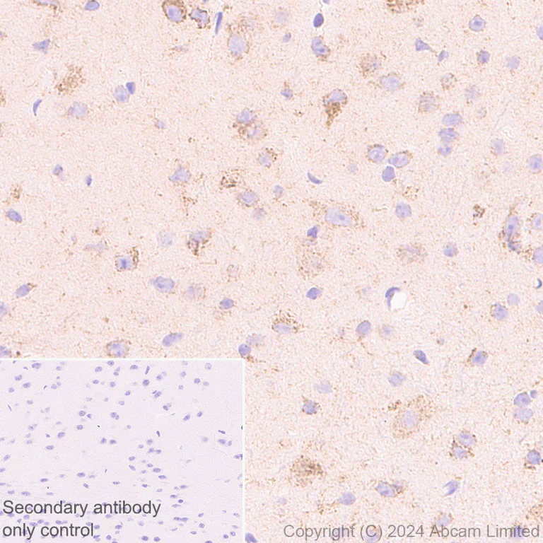 Immunohistochemistry (Formalin/PFA-fixed paraffin-embedded sections) - Anti-Grp75/MOT antibody [EPR29618-542] - BSA and Azide free (AB324839)