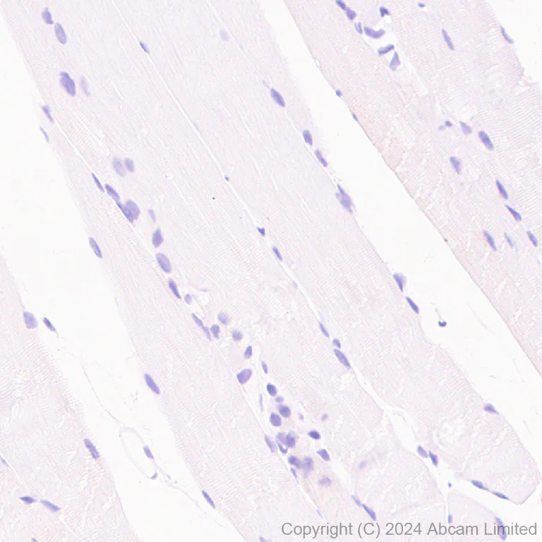 Immunohistochemistry (Formalin/PFA-fixed paraffin-embedded sections) - Anti-Grp75/MOT antibody [EPR29618-542] - BSA and Azide free (AB324839)