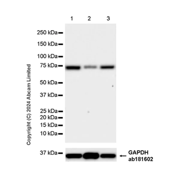 Western blot - Anti-Grp75/MOT antibody [EPR29618-542] - BSA and Azide free (AB324839)