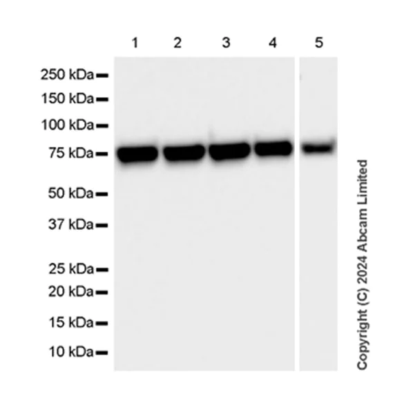 Western blot - Anti-Grp75/MOT antibody [EPR29618-542] - BSA and Azide free (AB324839)