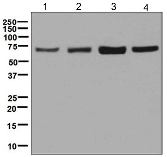 Western blot - Anti-Grp75/MOT antibody [EPR5326(2)] (AB129201)