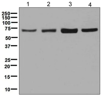 Western blot - Anti-Grp75/MOT antibody [EPR5326(2)] - BSA and Azide free (AB248348)