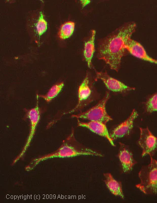 Immunocytochemistry/ Immunofluorescence - Anti-Grp75/MOT antibody [JG1] (AB2799)
