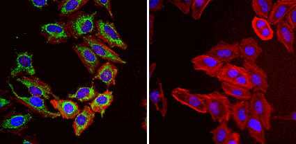 Immunocytochemistry/ Immunofluorescence - Anti-Grp75/MOT antibody [JG1] (AB2799)