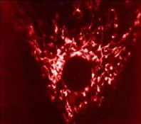 Immunocytochemistry/ Immunofluorescence - Anti-Grp75/MOT antibody [JG1] (AB2799)