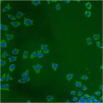 Immunocytochemistry/ Immunofluorescence - Anti-Grp75/MOT antibody [JG1] (AB2799)