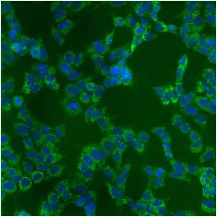 Immunocytochemistry/ Immunofluorescence - Anti-Grp75/MOT antibody [JG1] (AB2799)
