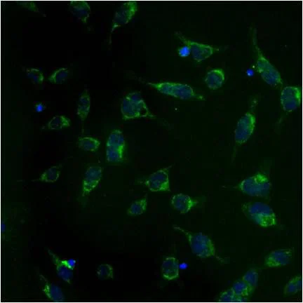 Immunocytochemistry/ Immunofluorescence - Anti-Grp75/MOT antibody [JG1] (AB2799)