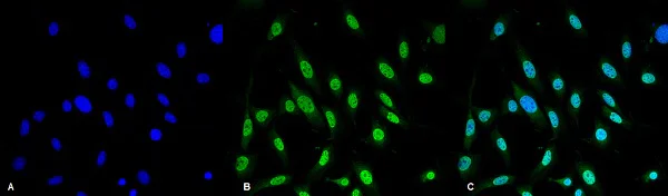Immunocytochemistry/ Immunofluorescence - Anti-GRP78 BiP antibody [3C5-1A4] (AB212054)