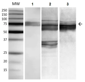 Western blot - Anti-GRP78 BiP antibody [3C5-1A4] (AB212054)