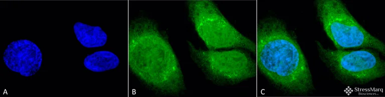 Immunocytochemistry/ Immunofluorescence - Anti-GRP78 BiP antibody (AB109659)