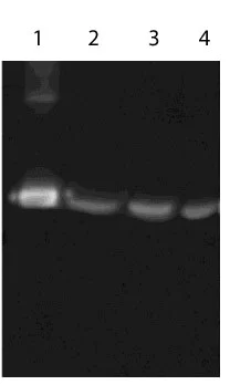 Western blot - Anti-GRP78 BiP antibody (AB109659)
