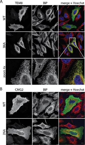 Immunocytochemistry/ Immunofluorescence - Anti-GRP78 BiP antibody (AB21685)