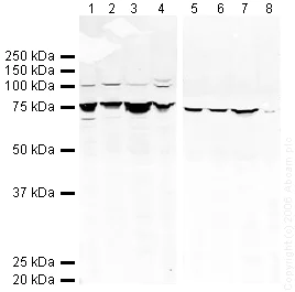 Western blot - Anti-GRP78 BiP antibody (AB21685)