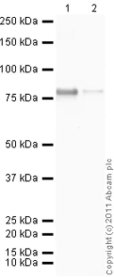 Western blot - Anti-GRP78 BiP antibody (AB21685)