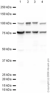 Western blot - Anti-GRP78 BiP antibody (AB21685)
