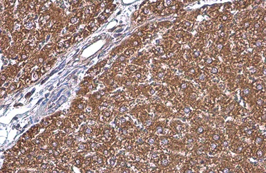 Immunohistochemistry (Formalin/PFA-fixed paraffin-embedded sections) - Anti-GRP78 BiP antibody (AB227865)