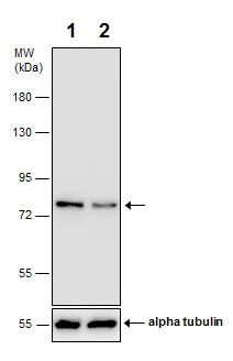 Western blot - Anti-GRP78 BiP antibody (AB227865)