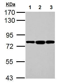 Western blot - Anti-GRP78 BiP antibody (AB227865)