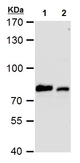Western blot - Anti-GRP78 BiP antibody (AB227865)