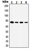 Western blot - Anti-GRP78 BiP antibody (AB230508)