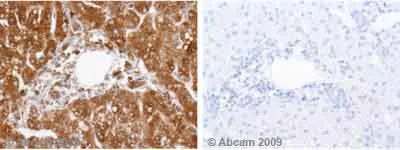 Immunohistochemistry (Formalin/PFA-fixed paraffin-embedded sections) - Anti-GRP78 BiP antibody (AB32618)