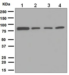 Western blot - Anti-GRP78 BiP antibody [EPR4040(2)] (AB108613)