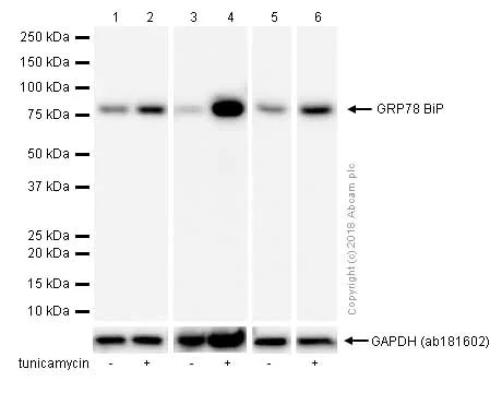 Western blot - Anti-GRP78 BiP antibody [EPR4040(2)] (AB108613)