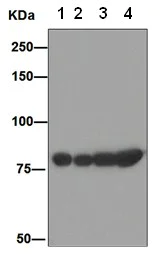 Western blot - Anti-GRP78 BiP antibody [EPR4040(2)] (AB108613)
