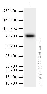 Western blot - Anti-GRP78 BiP antibody [EPR4040(2)] (AB108613)