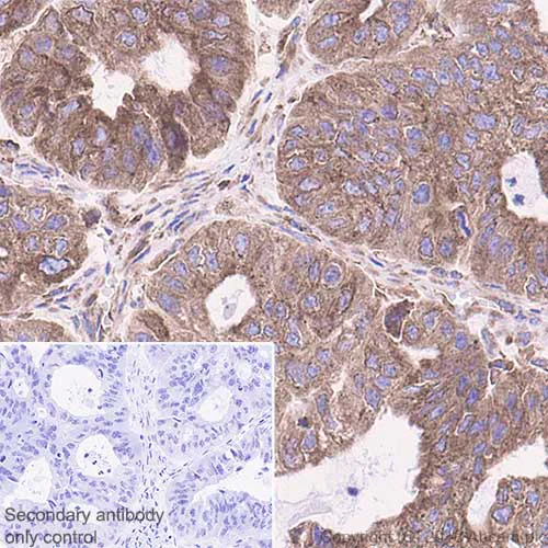 Immunohistochemistry (Formalin/PFA-fixed paraffin-embedded sections) - Anti-GRP78 BiP antibody [EPR4040(2)] - BSA and Azide free (AB226042)
