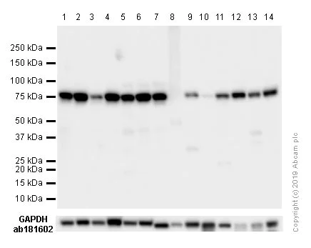 Western blot - Anti-GRP78 BiP antibody [EPR4041(2)] (AB108615)
