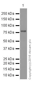Western blot - Anti-GRP78 BiP antibody [EPR4041(2)] (AB108615)