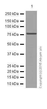Western blot - Anti-GRP78 BiP antibody [EPR4041(2)] (AB108615)